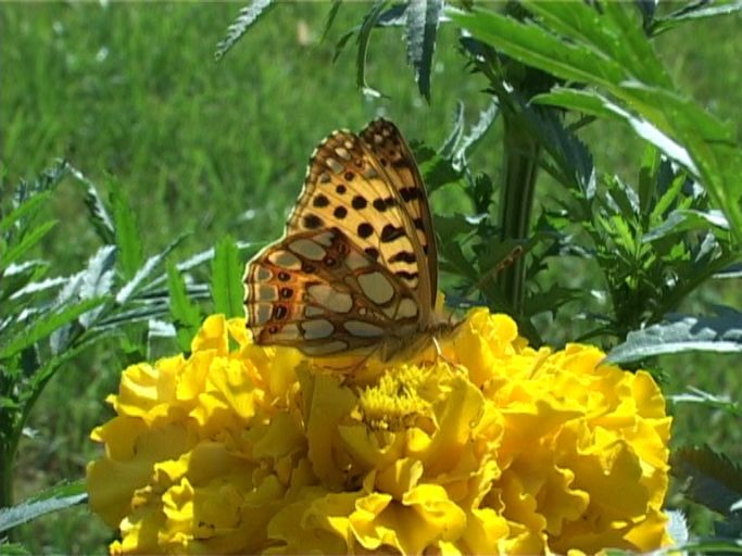 Kleiner Perlmutterfalter ( Issoria lathonia ), auf Studentenblume : Am Niederrhein, Privatgarten, 09.08.2004